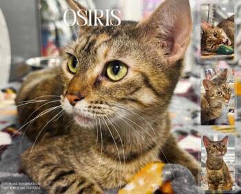 Domestic Short Hair Cats Available for Adoption in Longwood, Florida - Osiris | PetCurious