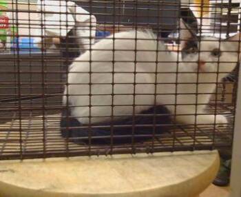 LIDDY -  Domestic Short Hair Cat for Adoption in Sacramento, California - LIDDY | PetCurious