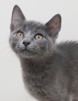 Luke is a LOVE LOVE LOVE - gorgeous silver angel -  Russian Blue Cat for Adoption in Bedford Hills, New York - Luke Is A LOVE LOVE LOVE - Gorgeous Silver Angel | PetCurious