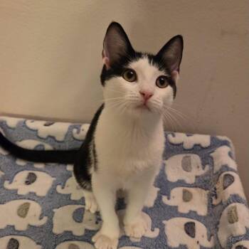 Kensly -  Domestic Short Hair Cat for Adoption in Sunrise, Florida - Kensly | PetCurious