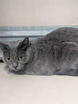 61274554-Sally -  Domestic Short Hair Cat for Adoption in Elko, Nevada - 61274554-Sally | PetCurious