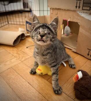 Matt Murdock *blind* -  American Shorthair Cat for Adoption in New York, New York - Matt Murdock *blind* | PetCurious