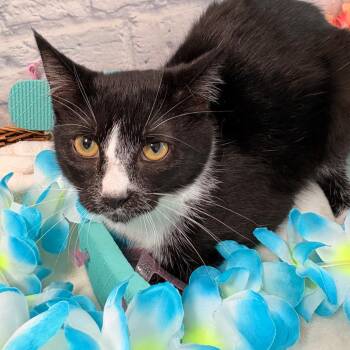 Sapote -  Domestic Short Hair Cat for Adoption in Harrisonburg, Virginia - Sapote | PetCurious