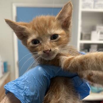 R4 Oyster Roswell -  Domestic Short Hair Cat for Adoption in Denver, Colorado - R4 Oyster Roswell | PetCurious