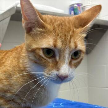 Parrot -  Domestic Short Hair Cat for Adoption in Corpus Christi, Texas - Parrot | PetCurious