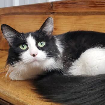 Oreo -  Domestic Medium Hair Cat for Adoption in Marseilles, Illinois - Oreo | PetCurious
