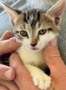 Angie/Clementine -  Domestic Medium Hair Cat for Adoption - Angie/Clementine | PetCurious