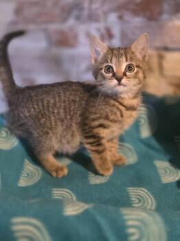 Domestic Short Hair Cats Available for Adoption - Betta | PetCurious