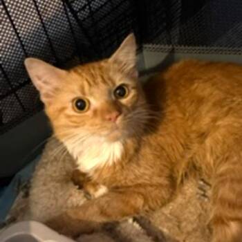 Gandolf Hudson -  Domestic Medium Hair Cat for Adoption in Merrifield, Virginia - Gandolf Hudson | PetCurious