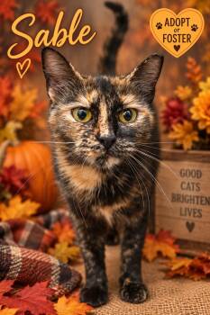 Sable (FCID# 09/09/2026 -44 Trainer) -  Tortoiseshell Cat for Adoption in Greenville, Delaware - Sable (FCID# 09/09/2026 -44 Trainer) | PetCurious