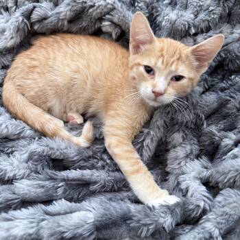 Simba (brother to Kovu) -  American Shorthair Cat for Adoption in Hickory, North Carolina - Simba (brother To Kovu) | PetCurious