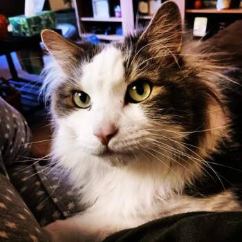 Big Boy -  Turkish Van and Domestic Long Hair Cat for Adoption in Bountiful, Utah - Big Boy | PetCurious