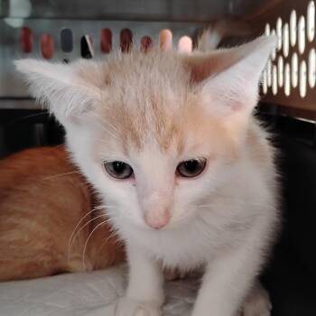 Jello -  Domestic Short Hair Cat for Adoption in Grantsville, Utah - Jello | PetCurious