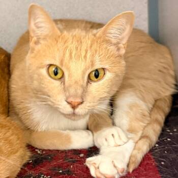 Wilow -  Domestic Short Hair Cat for Adoption in Evansville, Indiana - Wilow | PetCurious