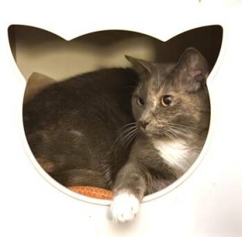 Domestic Short Hair Cats Available for Adoption - Zora | PetCurious