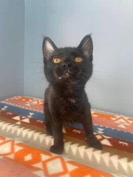 Domestic Short Hair Cats Available for Adoption - Lainey | PetCurious