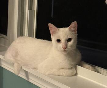 Lacie -  Domestic Short Hair Cat for Adoption in Island Lake, Illinois - Lacie | PetCurious