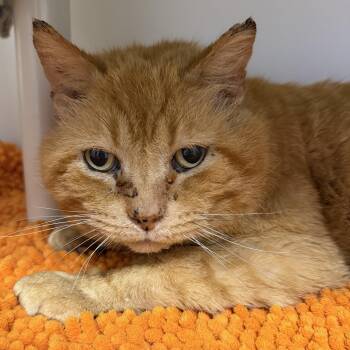 Domestic Short Hair Cats Available for Adoption in Cooperstown, New York - Chuck | PetCurious