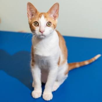 Rescue Domestic Short Hair Cats for Adoption in Durango, Colorado - Waffles | PetCurious