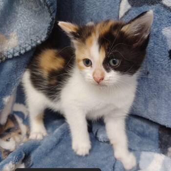 Domestic Short Hair Cats Available for Adoption in New Tazewell, Tennessee - Bobbie | PetCurious