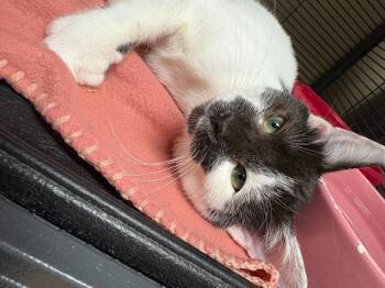 Rescue Domestic Short Hair Cats for Adoption in Pine Grove, Pennsylvania - Shelly | PetCurious