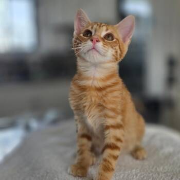 Domestic Short Hair Cats Available for Adoption - Pumba | PetCurious