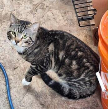 Hudson -  Domestic Medium Hair Cat for Adoption in Anchorage, Alaska - Hudson | PetCurious