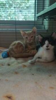Theodore -  Domestic Short Hair Cat for Adoption in Charleston, South Carolina - Theodore | PetCurious