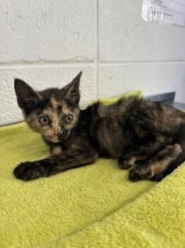 Sutton -  Domestic Short Hair Cat for Adoption in Port Allen, Louisiana - Sutton | PetCurious