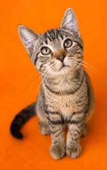 Dino -  Domestic Short Hair Cat for Adoption in Columbia, Tennessee - Dino | PetCurious