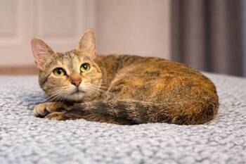 Domestic Short Hair Cats Available for Adoption - Florence | PetCurious