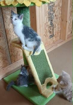 Malibu -  Domestic Short Hair Cat for Adoption in Little Mountain, South Carolina - Malibu | PetCurious