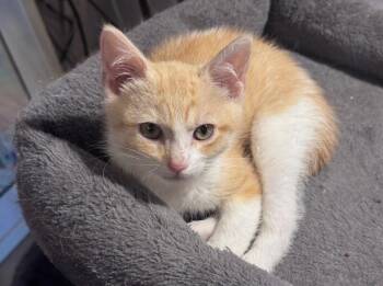 Enoch -  Domestic Short Hair Cat for Adoption in North Babylon, New York - Enoch | PetCurious