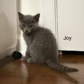Rescue Domestic Short Hair Cats for Adoption in South Riding, Virginia - Joy | PetCurious