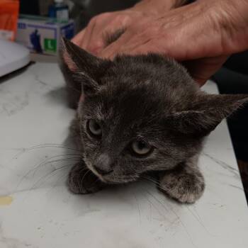 Rescue American Shorthair Cats for Adoption in St. Louis, Missouri - Frosty Aspen | PetCurious