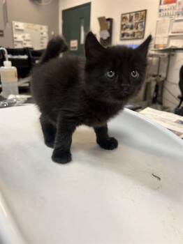 Domestic Short Hair Cats Available for Adoption in Thousand Palms, California - JONNY | PetCurious