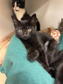Domestic Short Hair Cats Available for Adoption in Johnson City, Tennessee - Willow (W. Walnut) | PetCurious