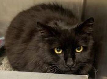 Domestic Medium Hair and Domestic Short Hair Cats Available for Adoption in Baraboo, Wisconsin - Kitty | PetCurious