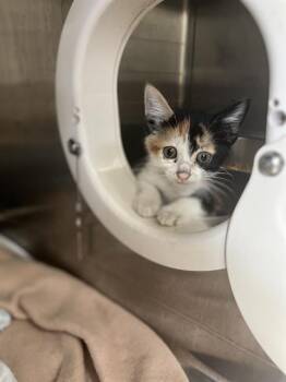 A272309 -  Domestic Short Hair Cat Available for Adoption in Chula Vista, California - A272309 | PetCurious