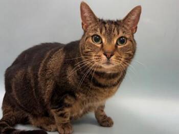 Lucy -  Domestic Short Hair Cat for Adoption in Woodbury, Minnesota - Lucy | PetCurious