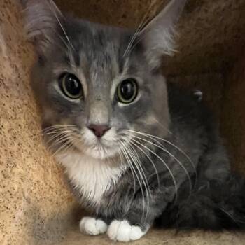 Johnny Boy -  Domestic Long Hair Cat for Adoption in Philadelphia, Pennsylvania - Johnny Boy | PetCurious