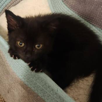 Domestic Short Hair Cats Available for Adoption - Cindy Crawford | PetCurious