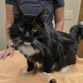 Danny -  Domestic Medium Hair Cat for Adoption in Wickenburg, Arizona - Danny | PetCurious