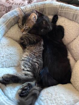 Cleo -  Domestic Short Hair Cat for Adoption in Clayton, North Carolina - Cleo | PetCurious