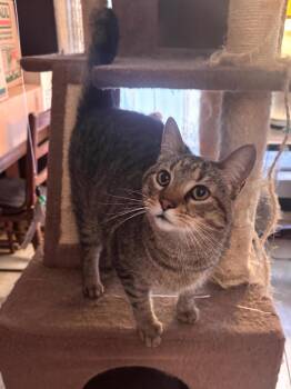 Domestic Short Hair Cats Available for Adoption - Adrenaline | PetCurious