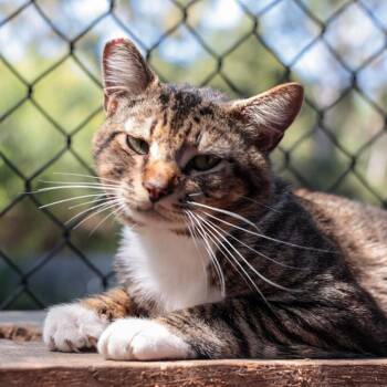 Ghost Rider -  Domestic Short Hair Cat for Adoption in Goleta, California - Ghost Rider | PetCurious