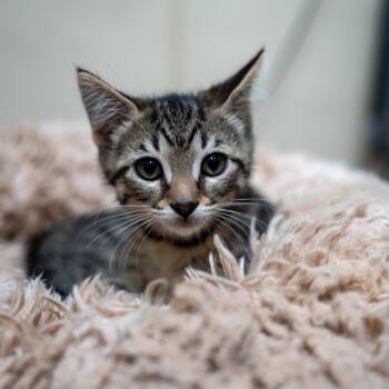 Shortcake -  Domestic Short Hair Cat for Adoption in Gainesville, Georgia - Shortcake | PetCurious