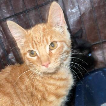 Domestic Short Hair Cats Available for Adoption - Toytomi | PetCurious