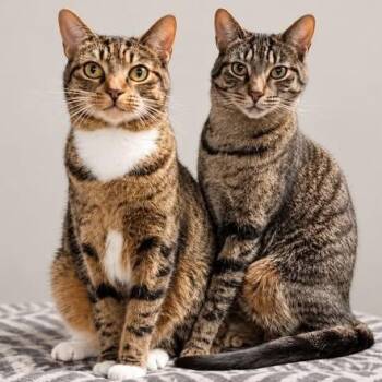 ASHLEY & MARIO -  Domestic Short Hair Cat for Adoption in Wyandotte, Michigan - ASHLEY & MARIO | PetCurious