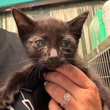 Domestic Short Hair Cats Available for Adoption in Lake Jackson, Texas - Tommy | PetCurious
